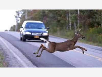 Deer creating Driving Hazard