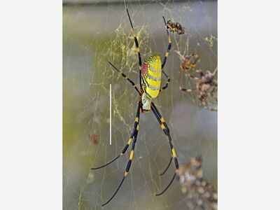 Asian Spiders in Georgia