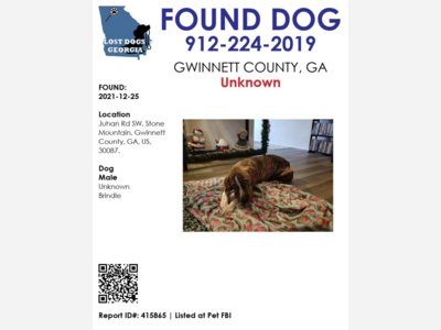 Found Dog