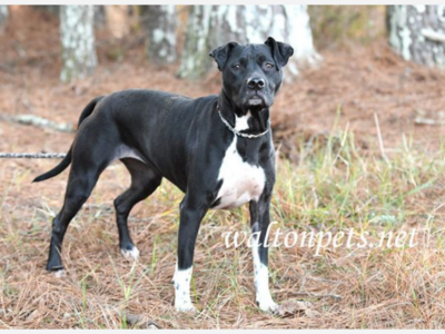 URGENT - Dogs In Need of Immediate Adoption/Rescue!