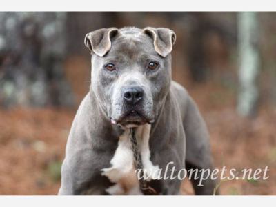 Friends of WaltonPets.net added 78 new photos to the album: URGENT - Dogs In Need of Immediate Adoption/Rescue!