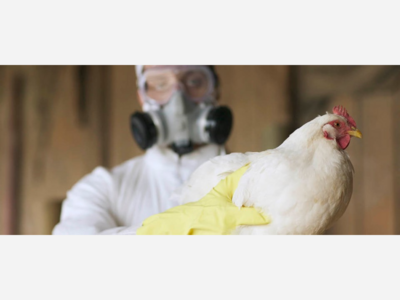 Bird Flu is back in the US