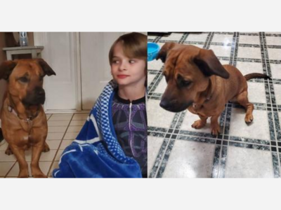 BREAKING; Beloved dog of trucker shot on I-75 found safe, will be reunited with family