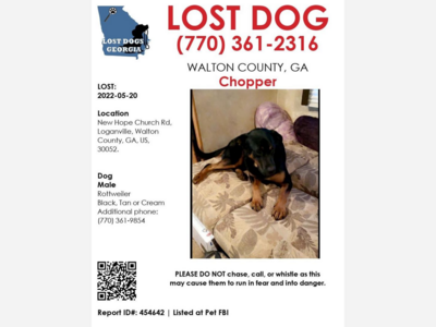 Lost Dog