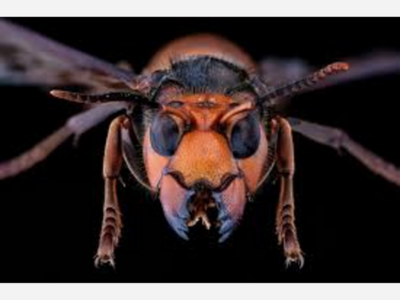 Murder Hornets Eradicated from the United States