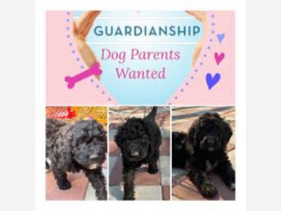 Dog Breeder Guardianship Programs: A Potential Scam to Watch Out For