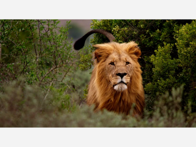 Sanctuary Animals Fall Victim to Mysterious Illnesses