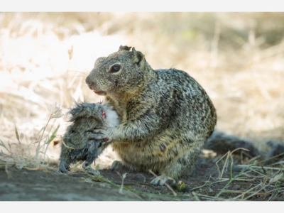 California Killer Squirrels Confirmed to be Carnivorous