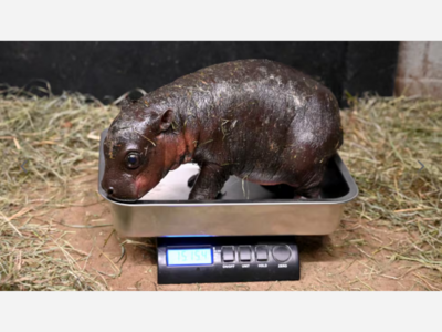 Virginia Zoo Welcomes Christmas Miracle: Baby Pygmy Hippo Born