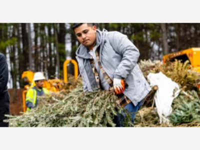 Christmas Tree Disposal