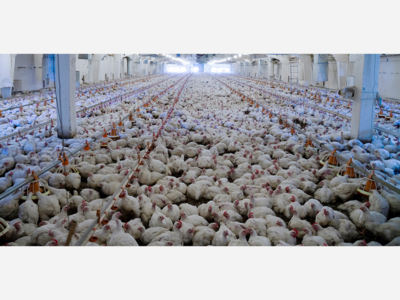 First Bird Flu Death in U.S. Reported in Louisiana: A Turning Point in the H5N1 Outbreak