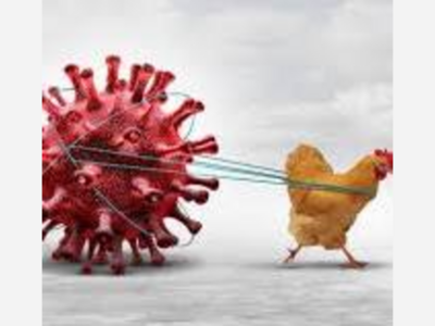 Recent Outbreak Of Avian Influenza In Clayton County GA Confirmed