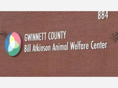 Gwinnett County Animal Shelter Overcrowding Prompts Urgent Call for Foster Homes and Waiver of Adoption Fees