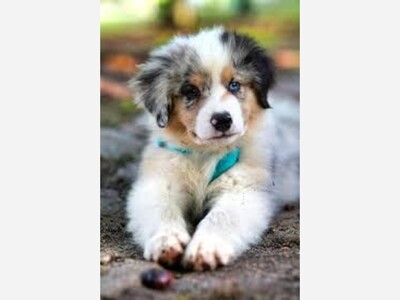 Between Community News: Advocating for Animals and Supporting Walton County’s Compassionate Efforts