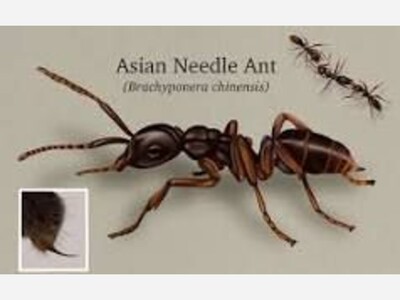 Asian Needle Ant: A Stealthy Invader Threatens Georgia’s Ecosystems and Public Health