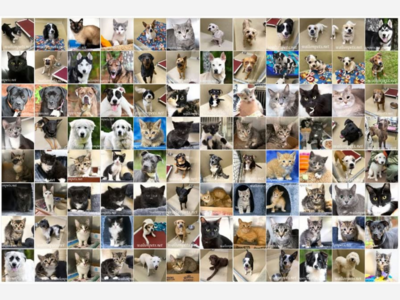 Between Community News: Championing Walton County’s Forgotten Animals