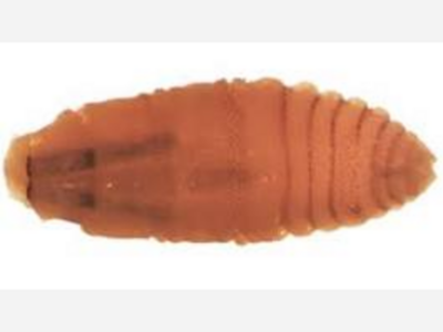First Human Case Revives Worries Over the New World Screwworm
